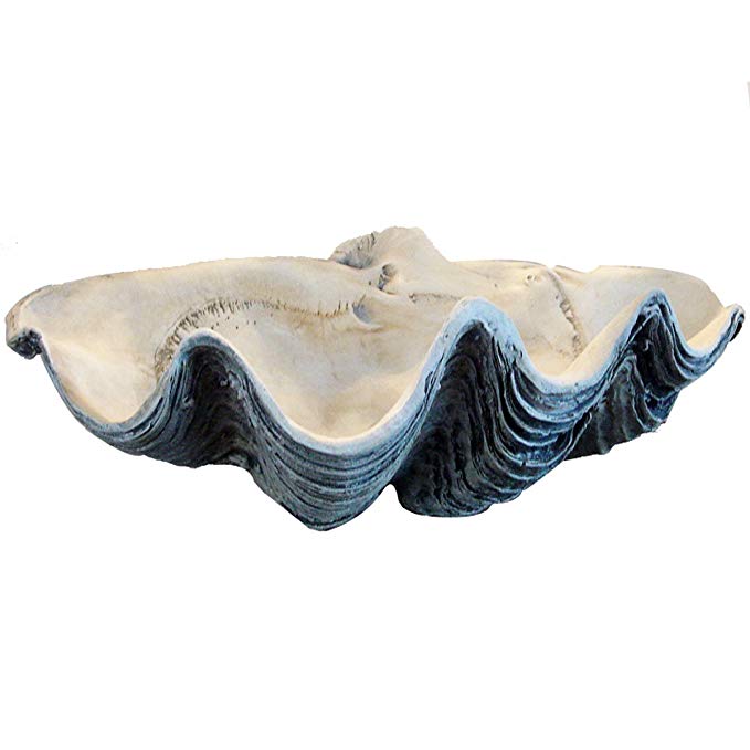 Giant Clam Shell 22 Inch White Gray Clamshell Seashell