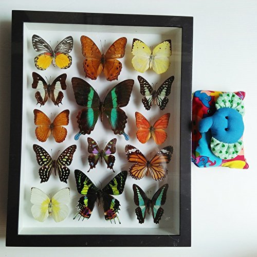 3D Luxury Rare Real 14 Mix Beautiful Butterfly in Frame Set Insect Insects Box Display Taxidermy Framed Collectible Entomology Home Decor Gift Handmade Bug Bugs Glass Wood Wooden Common Blue Bottle