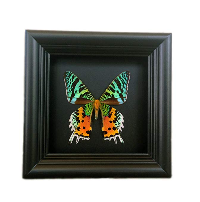 Real Sunset Moth Framed Insect Shadowbox - Taxidermy Butterfly, Butterfly Shadow Box, Framed Butterflies